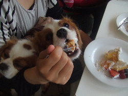 ハリー君、ガツガツ