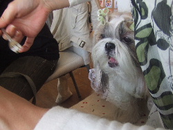 VIVIANちゃんもパクパク