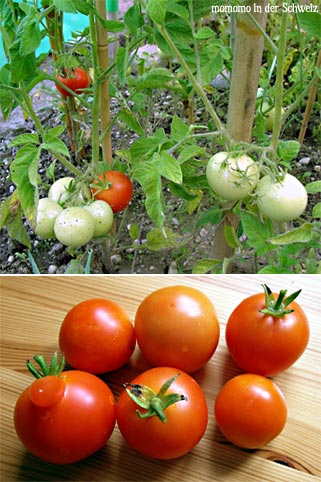 tomaten01