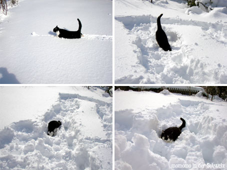 katzeimschnee