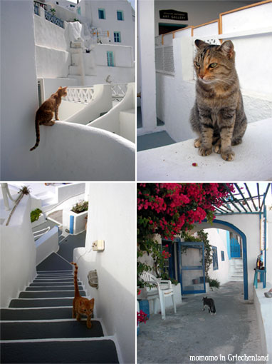 Santorini-neko