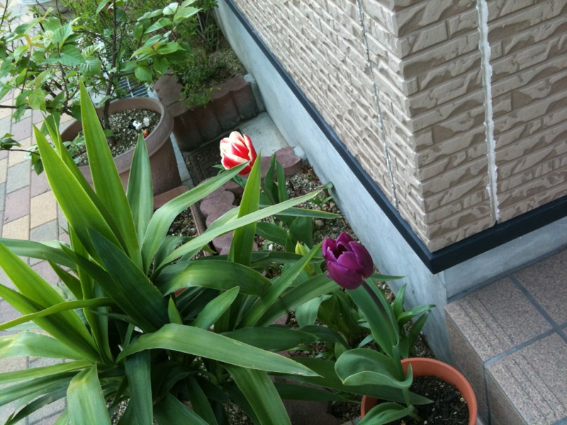 tulip