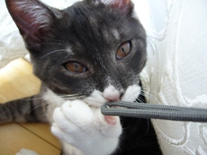 こりゃ、にゃんだすか？とりあえず、引っ張ってみよっと。