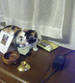 スミレ、鏡に気づく