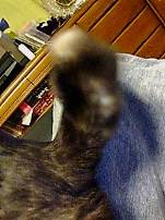 コピのねじれた尻尾