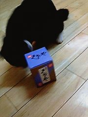 クマちゃん、いい匂いでもするんか？