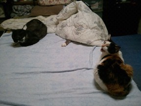 ３ニャンズ、おじじのベッドを占領する