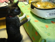 今夜の夕飯のお鍋に興味津々のコピたん