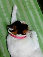 スミレちゃん、エイエイオー！