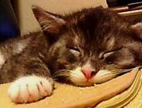 コッヒー、寝顔