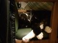 クマたん、椅子でまったり～