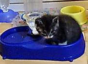 ここが好きニャ