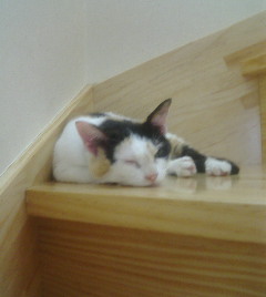 スミレ階段で寝る