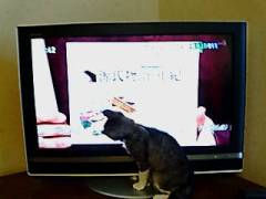 コピ、テレビ前占領する。