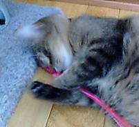にゃ～ん、たのしぃにゃ～♪