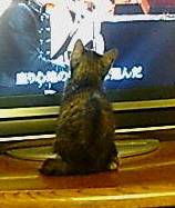 コピたん、興味深深