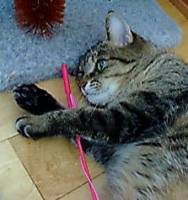 にゃあ、たのしかったにゃ～♪