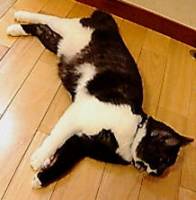 無防備にまったり中のクマちゃん
