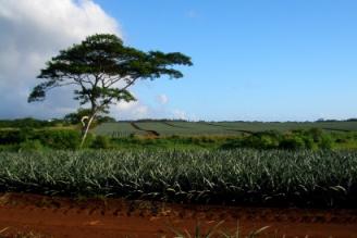 pinapple patch