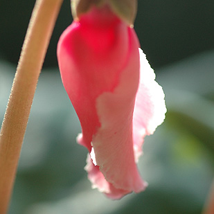 Cyclamen