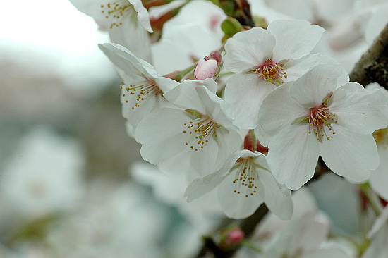 御用水の桜