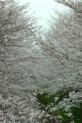 御用水の桜