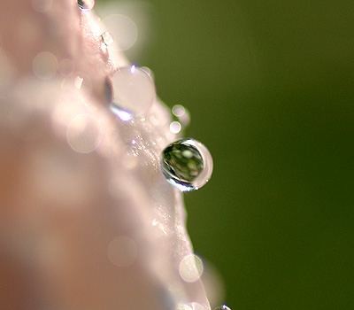 水玉