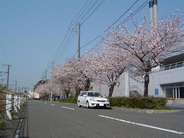 050409 sakura01