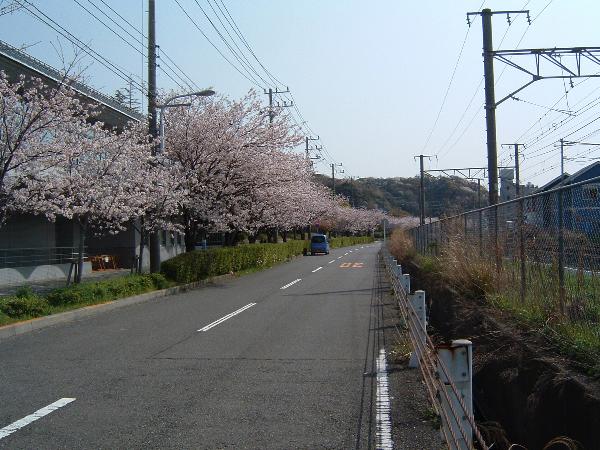 050409 sakura02