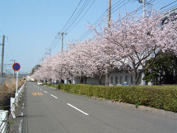 050409 sakura03