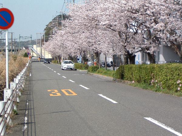 050409 sakura04