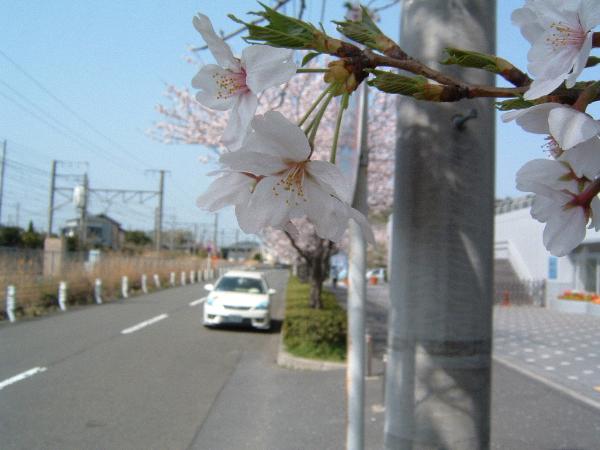 050409 sakura06