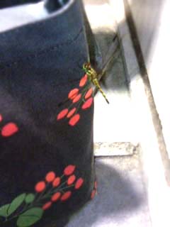 それでもとんぼちゃん