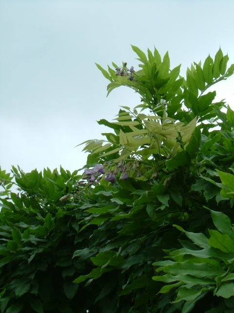 2度咲きのフジの花
