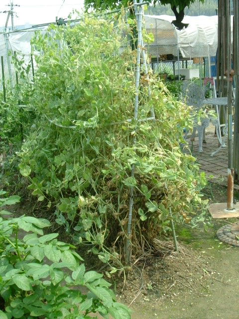 収穫を終えたウスイエンドウ