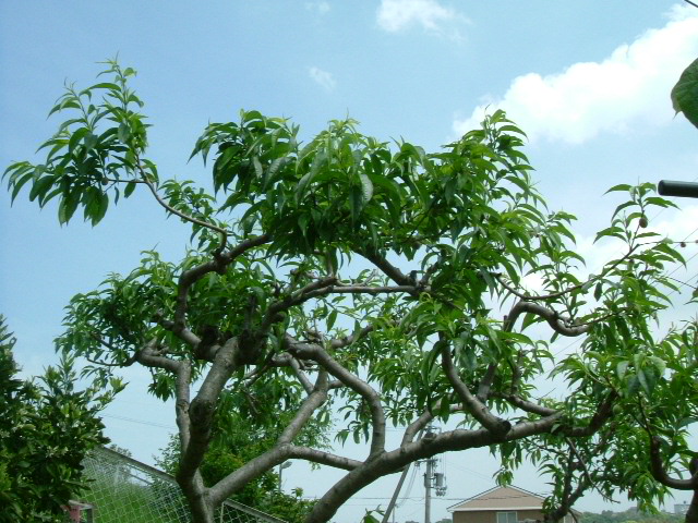 縮葉除去後のさっぱりしたモモの木