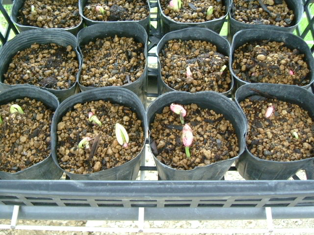 ポット播種サンドマメの発芽