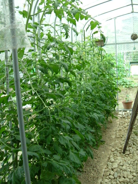 元気印のトマト