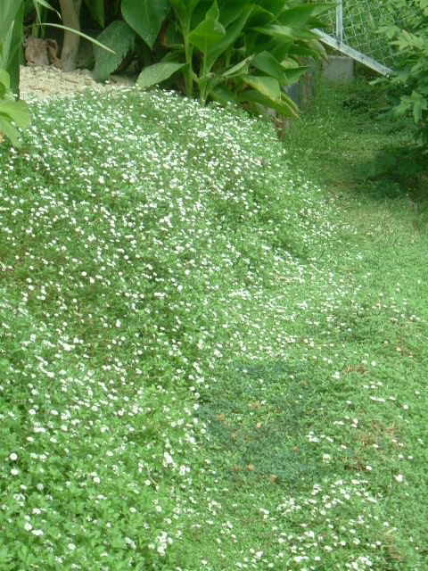 夏場の緑の回廊