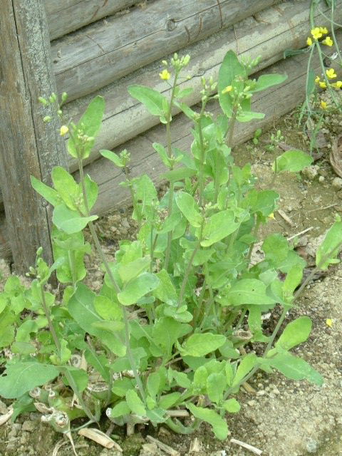 ノラボウ菜２世の開花