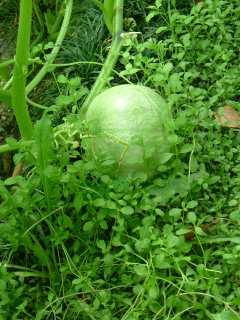 草の中に確認できたカボチャの実