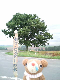 セブンスターの木