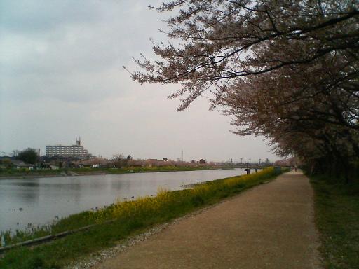 花の命はみぢかくて・・・