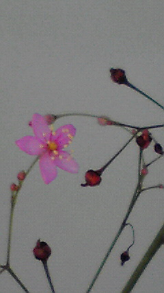 せめてデジカメで撮らないとダメじゃん・・・（汗）