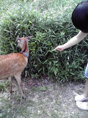 ♪小鹿のバンビ～はかわいいな～♪