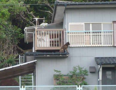 屋根犬.JPG