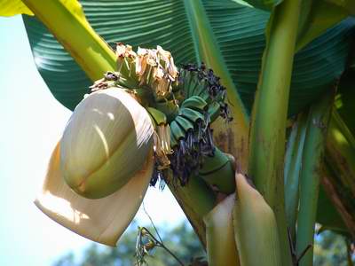 バナナの花