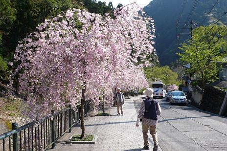 西谷参道の枝垂れ桜