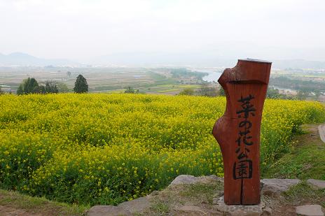 菜の花公園