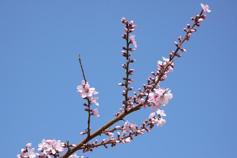 桃の花1